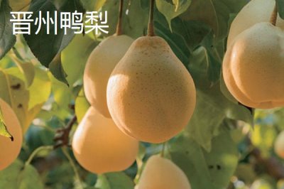 鸭梨的产地,黄淮海平原沙地广泛种植