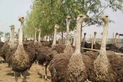 鸵鸟的应用范围,鸵鸟的肉、皮都有经济价值