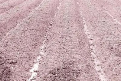 秋花生的栽培方法,播种前需要浸种催芽