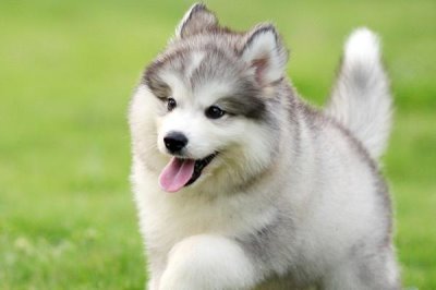 多少度幼犬会觉得冷,零下25度左右就开始觉得冷