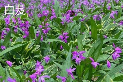 亩收益上万有哪些种植品种,推荐种植香椿、天麻等