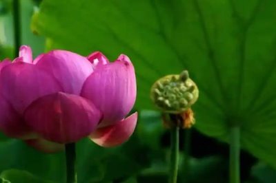 莲蓬的寓意,寓意多子多孙