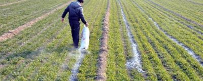 草木灰如何做肥料和农药使用,做肥料使用可穴施或撒在苗床上