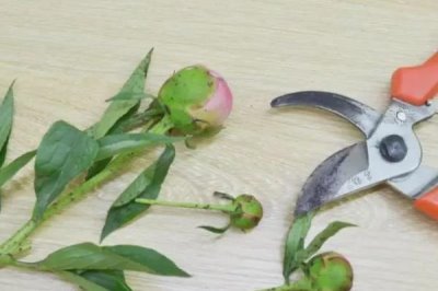 芍药种植第一年能不能开花，通常要在第二年才能开出花朵