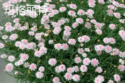 有哪些品质好的小菊系菊花种子,包括小丽花、姬小菊、金鸡菊等品种