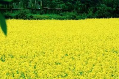 养殖油菜花的注意事项,一般在9-11月份左右种植