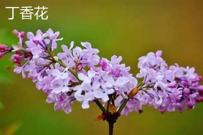 哪些花的花语象征想念，有满天星、水仙花等