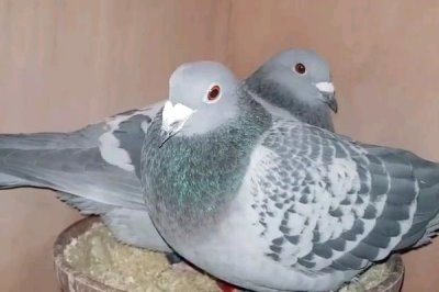 鸽子晚上能看见东西吗,晚上只能看到近距离的东西