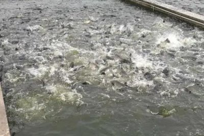 养殖草鱼的要求，水质的酸碱值要保持在7.5-8.5