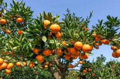 柑橘的主产地,主产于浙江、四川、湖南等省份