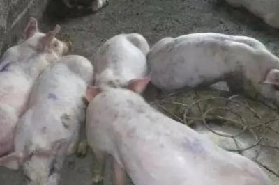 猪流感介绍,由流行性感冒病毒所引发