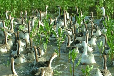 有没有人工养殖的大雁，有养殖的但价格较贵