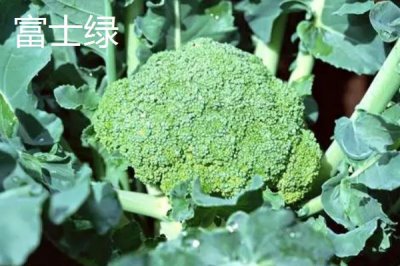 西兰花优良品种介绍，品种众多各具特点