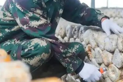 食用菌追肥的注意事项,常用的方法便是喷洒施肥