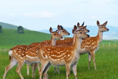养殖梅花鹿有没有补贴,取决于当地的政策