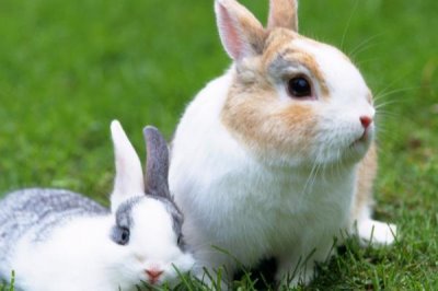 兔子患有肠胃炎的症状,早期会出现食欲不振、消化不良等