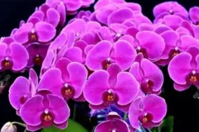 蝴蝶兰开花多久谢,开花后2-3个月才会谢