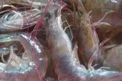 对虾的品种，常见品种有中国对虾、斑节对虾和日本对虾等