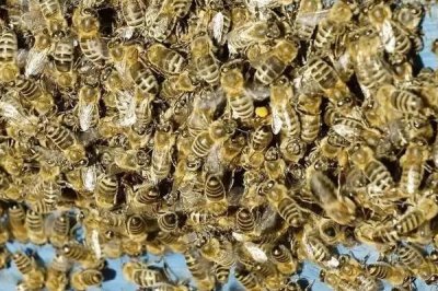 蜂后死了会怎样，蜂群自救能力强办法多