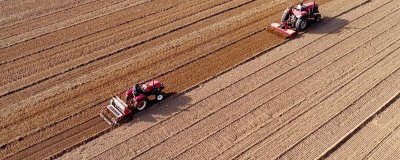 小麦一亩用多少种子,每亩按照正常18-30斤播种即可