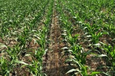 金辉658玉米种子特征特性,4月中上旬播种