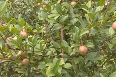 油茶的品种,有普通油茶、越南油茶,小果油茶等