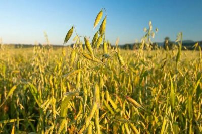 燕麦如何提高种子发芽率,适宜在我国北部种植