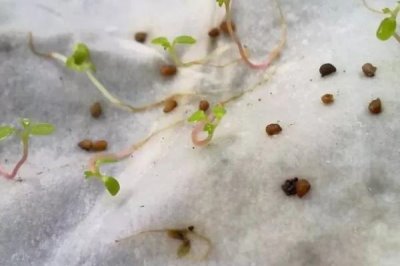 草莓种子的种植方法,在5-6月的成熟果实中采种