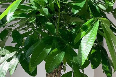 发财树的盆栽方法，春秋季节可放在阳台上接受散射光