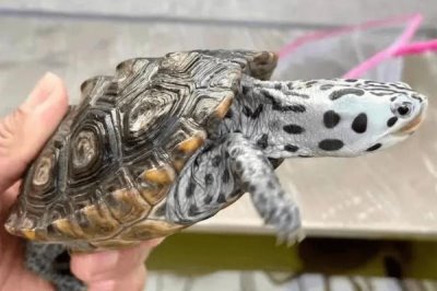 钻纹龟是什么龟，是北美洲唯一可以生活在含盐水域的龟类