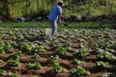 萝卜施肥技巧,有机肥可作为基肥一次性施入