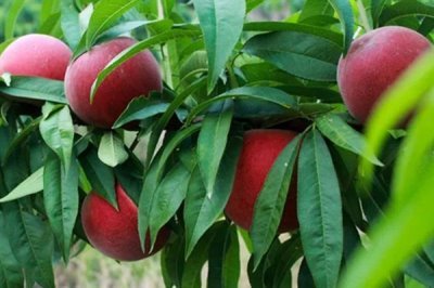 血桃的成熟时间，一般在5-6月份成熟上市