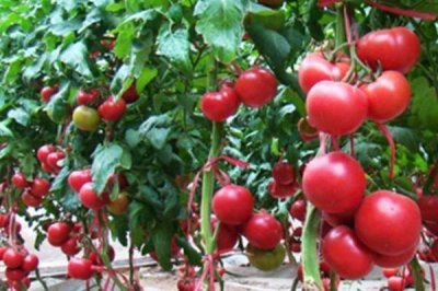 如何预防番茄空洞果，首先选择优质品种