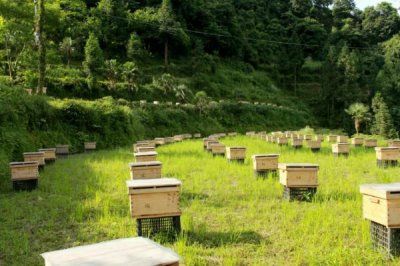 盗蜂的处理方法,需及时处理