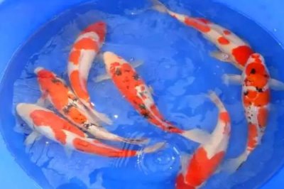 日本锦鲤简介,别称红鲤鱼、花脊鱼等
