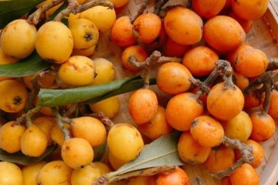 枇杷一天吃多少比较好,每天吃5-10颗较合适