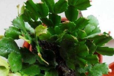 蟹爪兰的种植方式,种植之前要提前配制适宜的基质