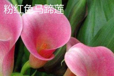 家里不能养马蹄莲的原因，会污染环境且容易产生病害