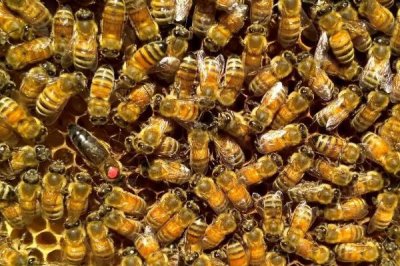 意蜂怎样组织双王群,先混淆两群蜂的群味后再组成双王群