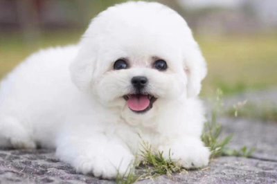 卷毛比熊犬的食物,注意不要喂太多