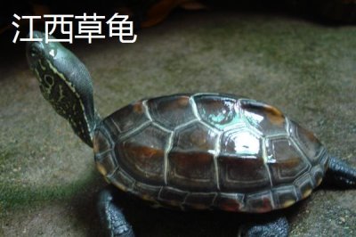 中华草龟分布省份,不同地区的中华草龟有所区别