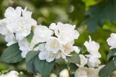 白色茉莉的花语，寓意喜爱之情、纯洁无暇等