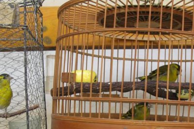 如何让黄雀快速服笼，让其熟悉环境一周左右不要打扰