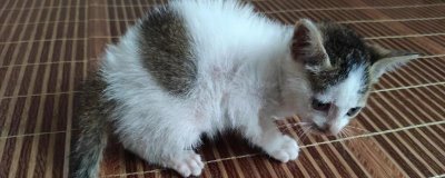 猫咪眼睛发炎的后果,感染了结膜部位会红肿