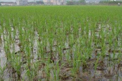 浙大嘉两优610水稻种子特点，一般6月中旬—6月下旬播种