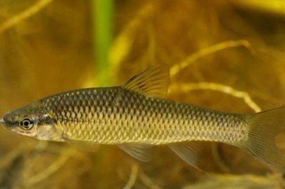 麦穗鱼简介,是常见的小型淡水鱼