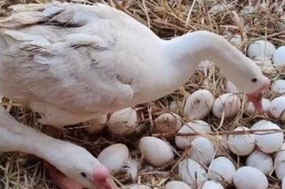 鹅什么时候开始产蛋，一般达到5-10月龄才具备下蛋能力