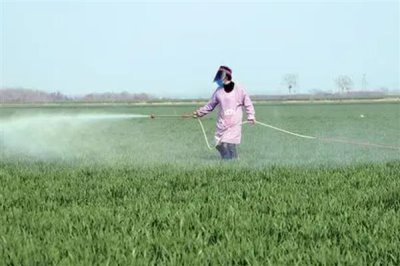 小麦除草剂可以和叶面肥混打吗,除草剂不可和叶面肥混合打