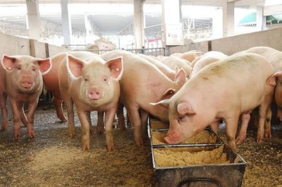 母猪一天喂几斤料，配种的当天饲喂量为1.6-1.8kg/天