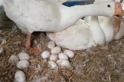 白鹅还是灰鹅比较好养,灰鹅比白鹅好养